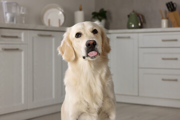 Cute Labrador Retriever showing tongue in kitchen at home