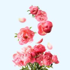 Obraz premium Flower buds and petals flying into bunch of pink peonies on pastel light blue background. Beautiful bouquet