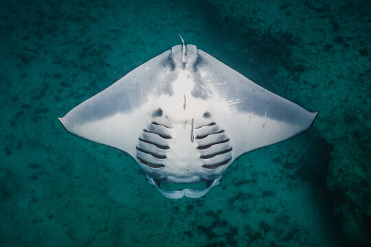 a beautiful view of a white belly of a manta ray in the sea, barrel roll feeding, underwater photography Western Australia