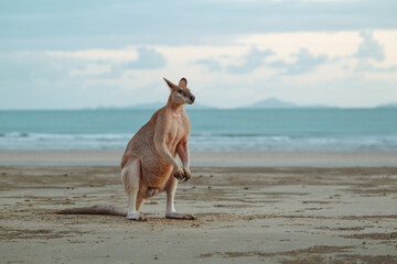 Large male kangaroo standing on a beach in Australia during sunrise, looking in a distance