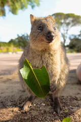 a closeup shot of a happy quokka smiling, holding a leaf and looking into camera, Rottnest Island Australia