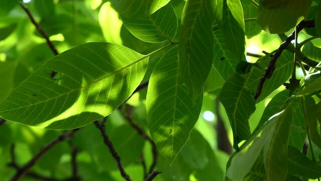 green leaves of a walnut tree swaying in the wind
