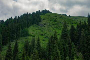 forest in the mountains against the clouds