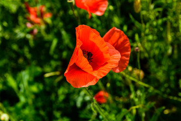 Wild red poppy plants blossoming at spring