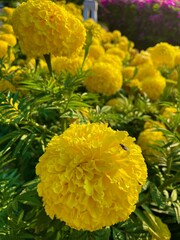 yellow flowers in the garden 