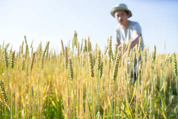 麦畑と農家

