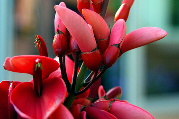 Blüten Korallenstrauch - Erythrina crista-galli