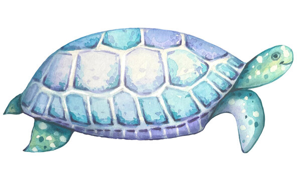Watercolor  turtle. Blue and turquoise colors.