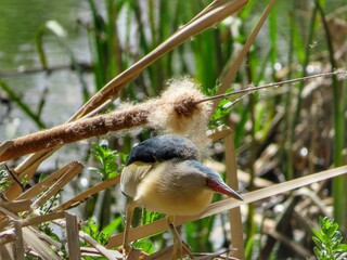 great crested grebe