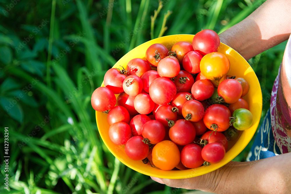 Wall mural close-up of red and yellow ripe tomatoes in a basket from an organic farm in female hands