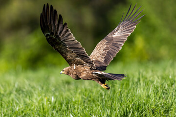 Eagle