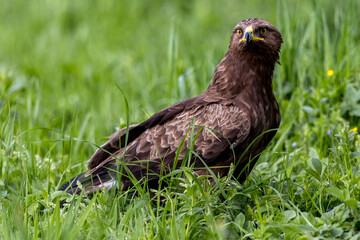 Eagle