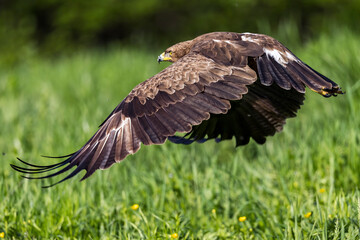 Eagle