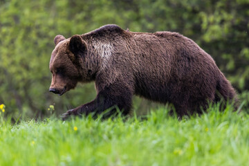 Fototapeta premium Brown bear