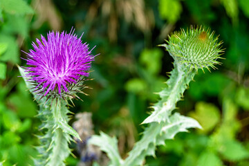 Beautiful growing flower root burdock thistle on background meadow