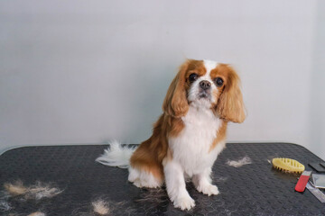 cavalier king charles spaniel