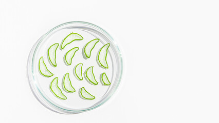 Fresh aloe leaf and sliced aloe slices in a Petri dish. On a white background