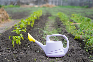 a pink watering can stands on the ground between the beds, watering from a watering can