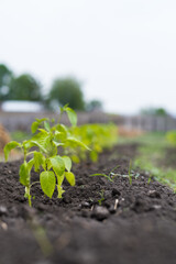 bed with seedlings, red pepper grows in the garden, gardening