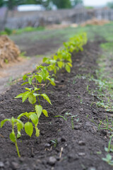 bed with seedlings, red pepper grows in the garden, gardening