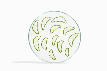 Fresh aloe leaf and sliced aloe slices in a Petri dish. On a white background