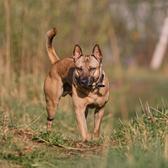 Thai Ridgeback Dog on a walk in nature