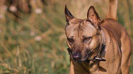 Thai Ridgeback Dog on a walk in nature