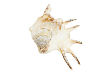 beautiful seashell sea, shell, conch, isolated from the background