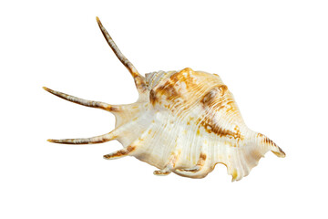 beautiful seashell sea, shell, conch, isolated from the background