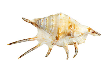 beautiful seashell sea, shell, conch, isolated from the background
