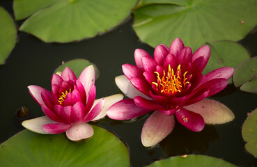 Lilie wodne © mycatherina