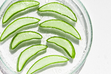 Fresh aloe leaf and sliced aloe slices in a Petri dish. Close-up. On a white background