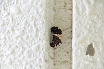 コンクリートの柱で蛹化し始めたジャコウアゲハの幼虫