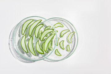 Fresh aloe leaf and sliced aloe slices in Petri dishes. On a white background