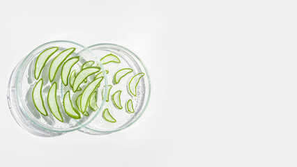 Fresh aloe leaf and sliced aloe slices in Petri dishes. On a white background