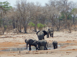 Midday on a dry winter day as Elephants drink water, Moremi Game Reserve, Botswana,  Africa