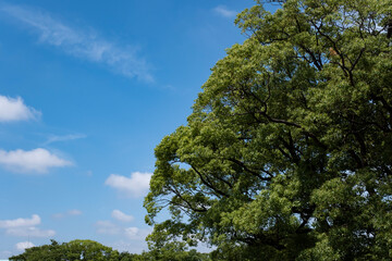 夏、梅雨明け、さわやかな晴天の青空と折り重なったふわふわの積乱雲、新緑の森林、山の木々の背景　夏休み・天気・アウトドア・旅行・バカンスのイメージ