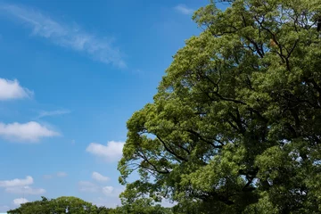 Fotobehang 夏、梅雨明け、さわやかな晴天の青空と折り重なったふわふわの積乱雲、新緑の森林、山の木々の背景　夏休み・天気・アウトドア・旅行・バカンスのイメージ © tenpadasi
