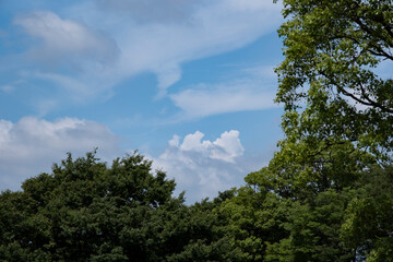 夏、梅雨明け、さわやかな晴天の青空と折り重なったふわふわの積乱雲、新緑の森林、山の木々の背景　夏休み・天気・アウトドア・旅行・バカンスのイメージ