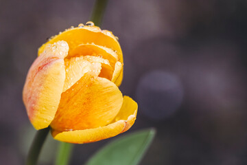Tulipe jaune fermée avec des gouttes de pluie sur les pétales et arrière plan sombre