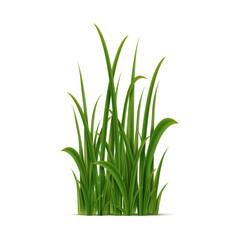 Realistic green grass cluster, isolated vector perennial plant with slender leaves that covers the ground, soil, meadow, lawn, gardens and parks at spring and summer time
