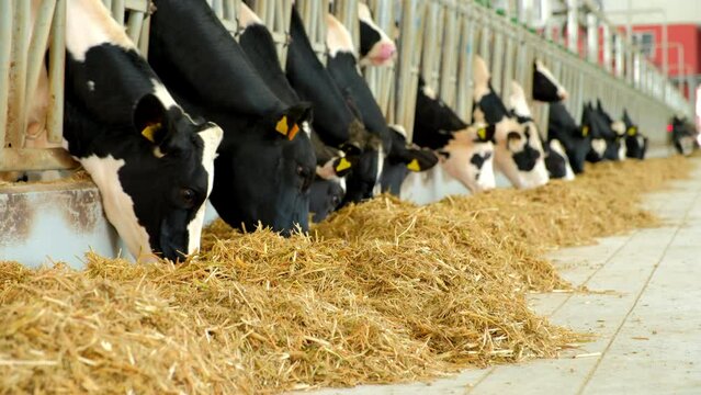 Livestock farm, a herd of dairy cows with tags and collars stand in the stall and eat combined feed in barn. AGRICULTURE - Cows eating in cowshed