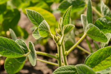 Fresh green soy plants on the field in spring. Rows of young soybean plants 