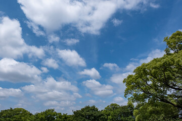 夏、梅雨明け、さわやかな晴天の青空と折り重なったふわふわの積乱雲、新緑の森林、山の木々の背景　夏休み・天気・アウトドア・旅行・バカンスのイメージ