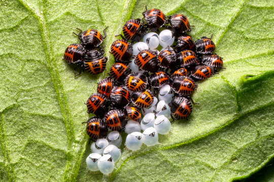 Closeup image of eggs and nymphs of the harlequin bug, Murgantia histrionica (Hahn) on a tomato plant leaf.