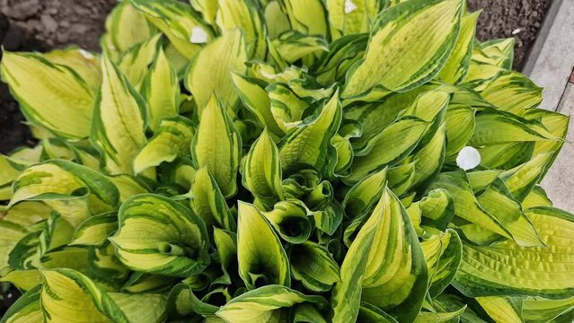 Bush of cultivated hosta with variegated leaves, close-up