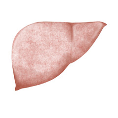 Healthy liver human organ hand drawn