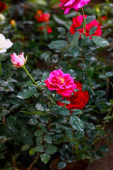 pink rose in the garden