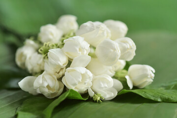 Fragrance and sweet smell jasmine flowers bouquet on green  banana leaf background. Jasmine flower is the flower used in cosmestic industrial, rituals, religious ceremonies, adore the buddha 