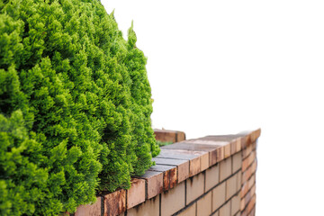 tree on the wall on the white background